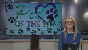 Pet Of The Week Beans