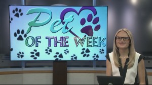 Pet Of Week Oakley