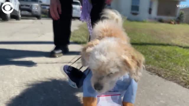Dog And Mail Carrier Are Friends
