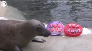 Animals Valentines Day