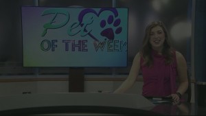 Pet Of The Week March 20