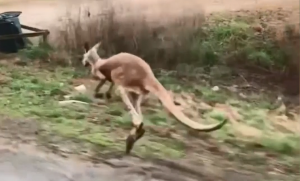 Kangaroo Escape