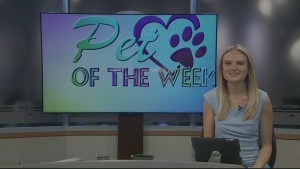 Pet Of The Week Roaring 20s Pups