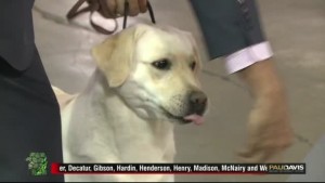Dog Show 5pm Pkg
