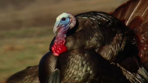 Turkey Hunting