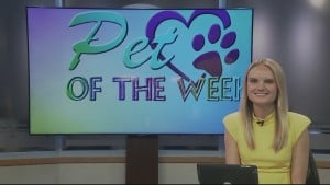 Pet Of The Week Charlie Brown