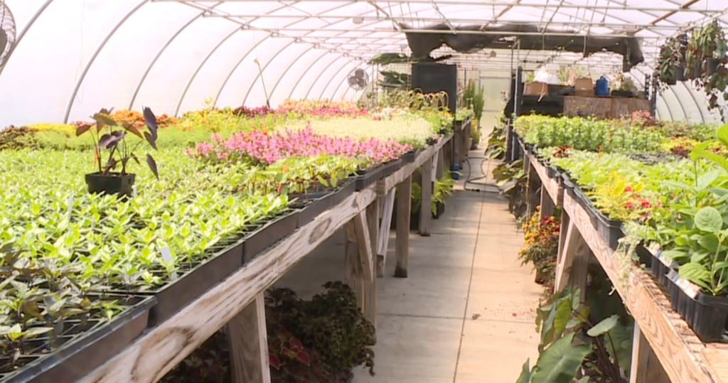 Spring Plant Sale