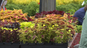 Ut Gardens Spring Plant Sale 9