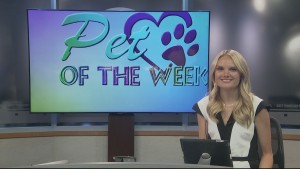 Pet Of The Week Timmy And Jimmy