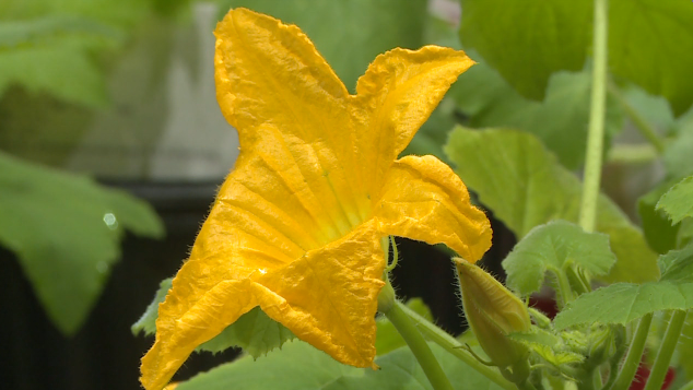 Ut Gardens Spring Plant Sale 4