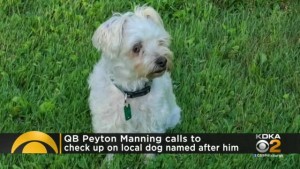 Dog Named Peyton Manning
