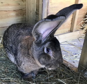 Darius The Rabbit