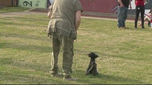 Teapot Pet Parade 10pm Vosot