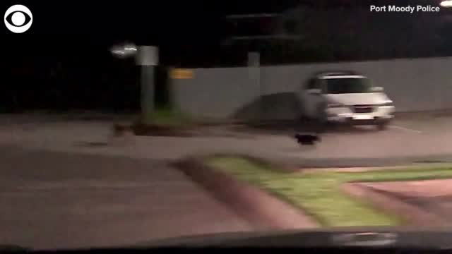 Cat Chases Coyote Away From Car