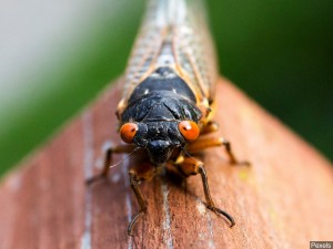 trillions of cicadas