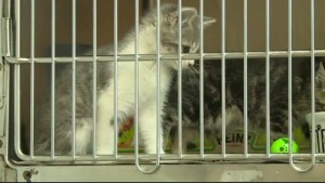 Jacc Cat Adoptions 10pm Pkg