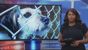 Brownsville Shelter Closing 10pm Pkg