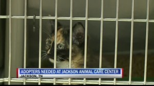 Jacc Adoptable Cats 5pm Pkg