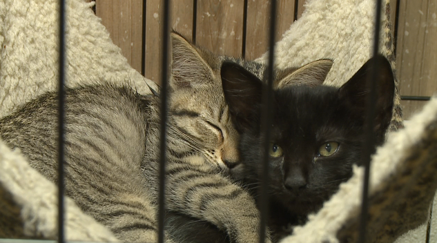 Jackson Animal Care Center 1