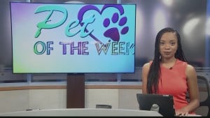 Pet Of The Week Nikki