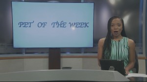 Pet Of The Week Clementine