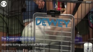 Dewey The Reading Rabbit