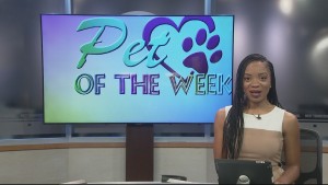 Pet Of The Week Adina