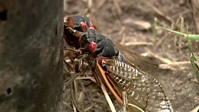 Screen Shot 2021 06 13 At 95843 Pm