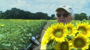 Sunflower Festival Preview 5pm Pkg