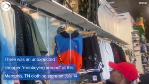 Monkey's Memphis Shopping Trip