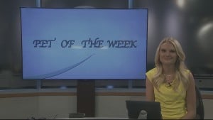 Pet Of The Week Adina