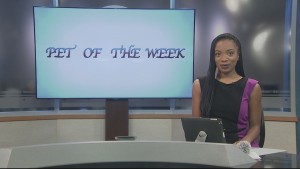 Pet Of The Week Bella