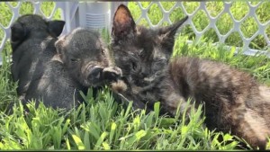 Cat And Pig Friends 6pm Pkg