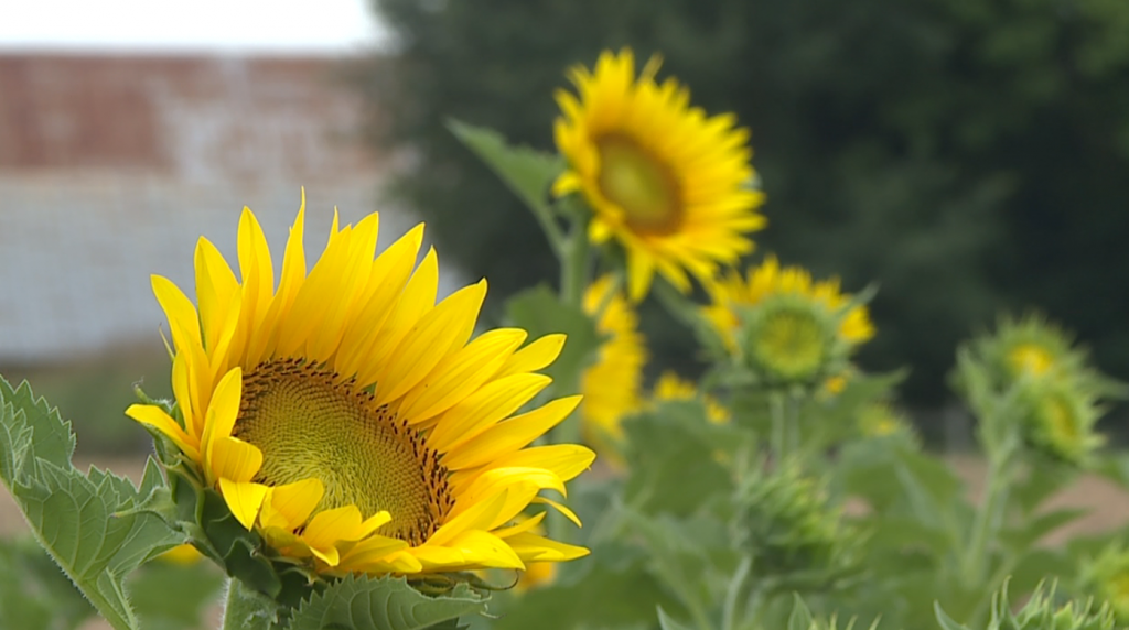 Donnell Farm Sunflowers 3