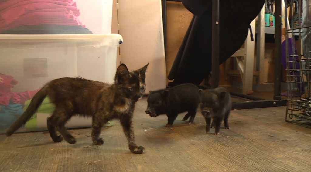 Pigs And Kitten 6