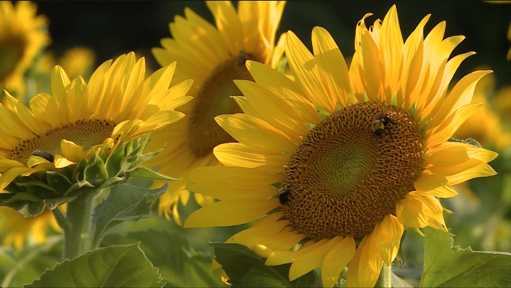 Screen Shot 2021 07 10 At 93356 Pm