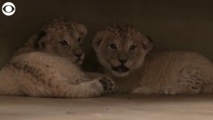 Barbary Lion Cubs Cuddle At Czech Zoo