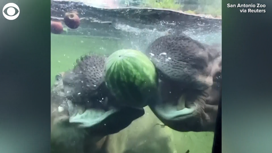 Hippo