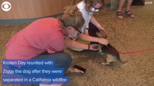 Wildfire Dog Reunion