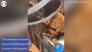 Web Extra Beekeeper Removes Around 450,000 Bees From Pa Home