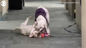 Comfort Dogs Have Wrestling Match