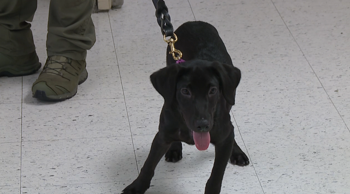 New K9 At Madison County Sheriffs Office 2