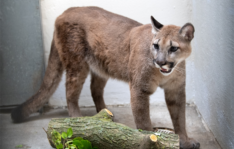 Wildlife Conservation Society