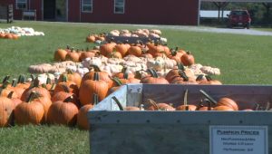 Pumpkins At Falcon Ridge Farms 1