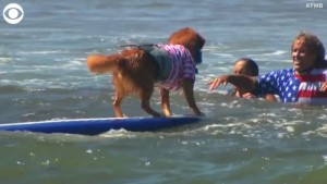 16th Annual Dog Surf A Thon Held In California