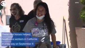 Mini Horses Make Big Impact