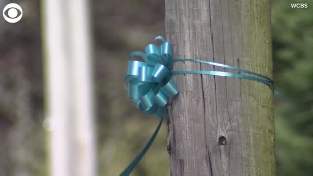 Teal Ribbons Line Streets Of Gabby Petito's Hometown