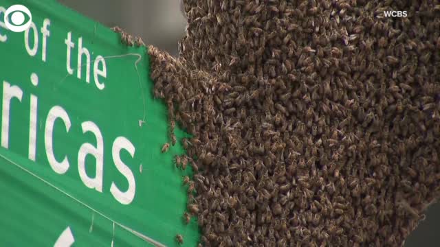 Bees Removed From Poll Near Times Square