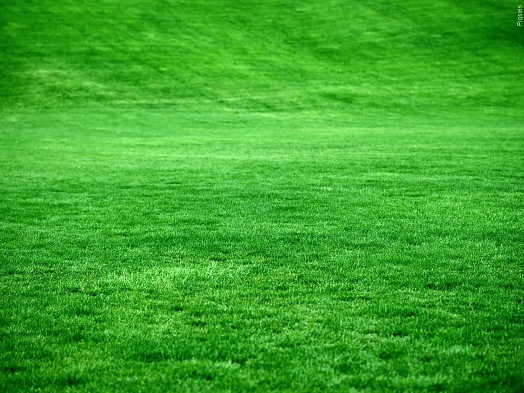 Grass