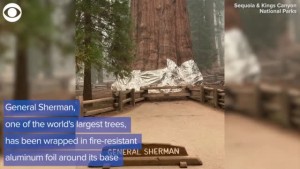 Tree Wrapped For Safety